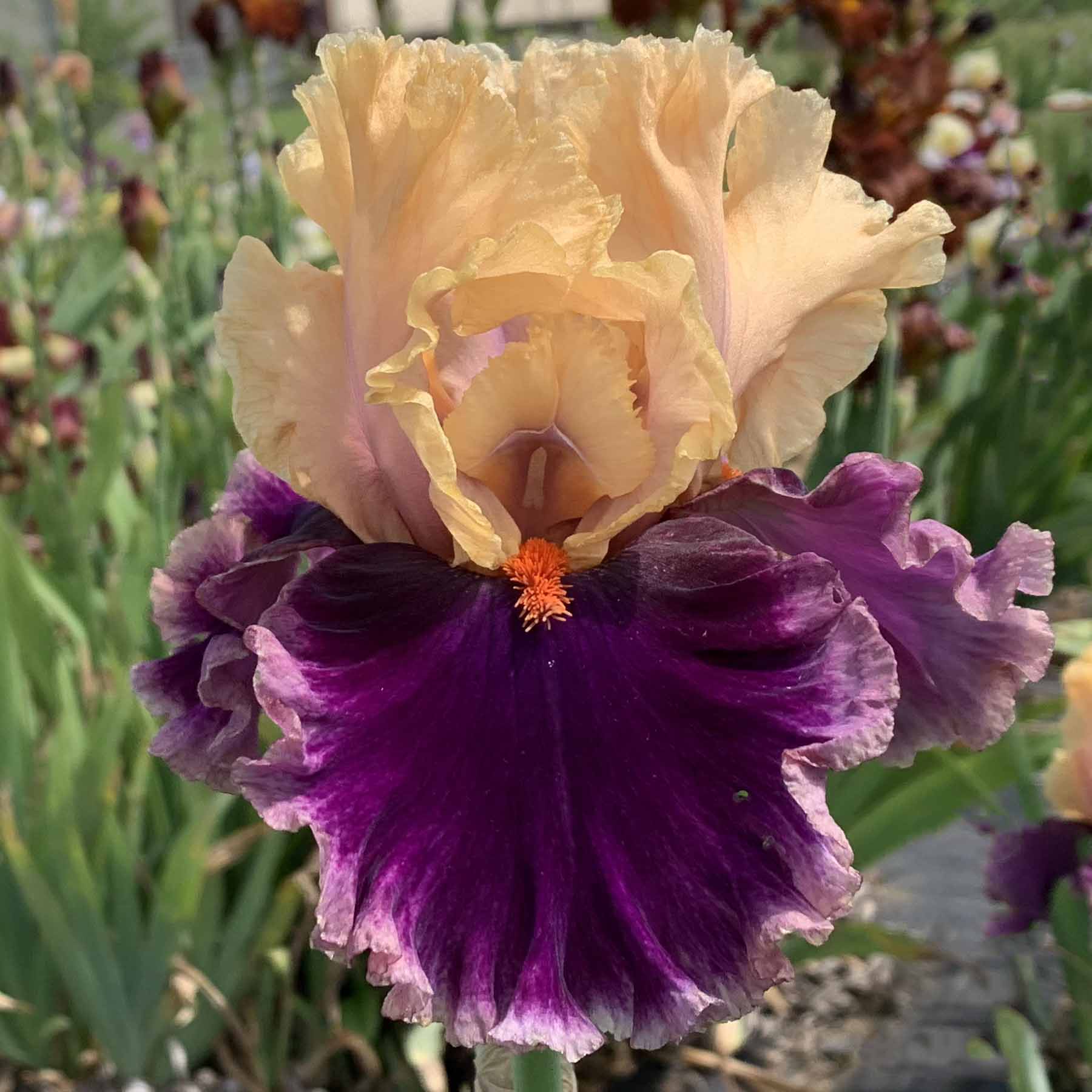 HOLLYWOOD LIGHTS.jpg